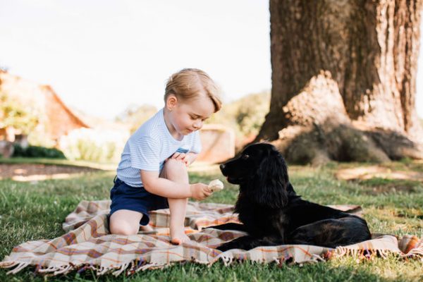 Prince George sedang memberi makan kepada anjing belaan keluarganya, Lupo. Foto - Copyright: Matt Porteous 2016