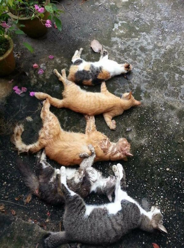 Kucing pelihraannya yang mati kerana termakan makanan yang dibubuh racun secara kejam. Foto ihsan Chris Swit
